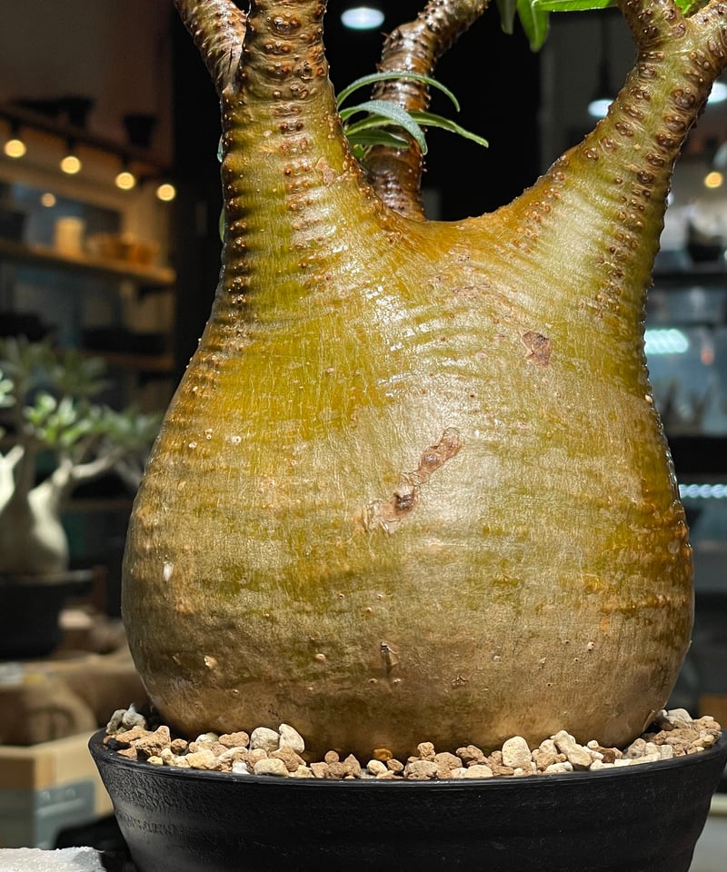 パキポディウム グラキリス Pachypodium gracilius 発根済 (gk-51