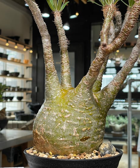 パキポディウム グラキリス　Pachypodium gracilius 　発根済　(gk-552)