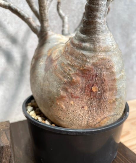 パキポディウム グラキリス　Pachypodium gracilius 　発根済(塊根幅10～14ｃｍ)　(商品番号gk-18)