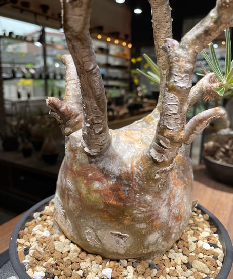 パキポディウム グラキリス　Pachypodium gracilius 　発根済　(gk-463)