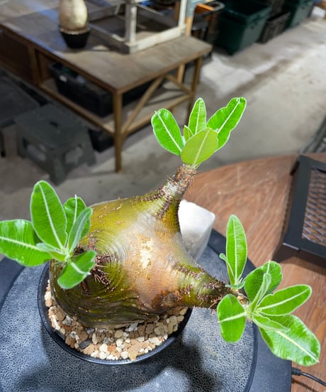 パキポディウム グラキリス　Pachypodium gracilius 　発根済　(gk-511）