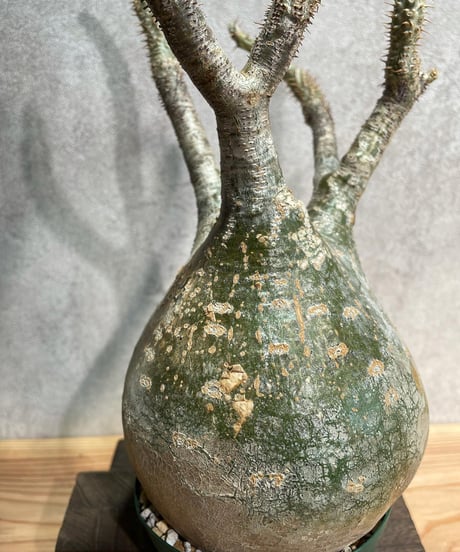パキポディウム グラキリス　Pachypodium gracilius 　発根済(塊根幅13ｃｍ)　(商品番号gk-20)