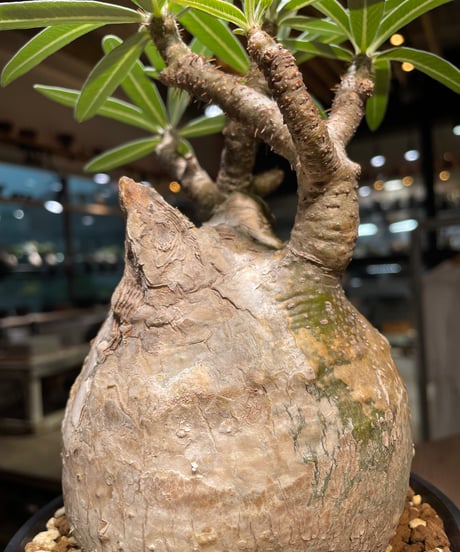 パキポディウム グラキリス　Pachypodium gracilius 　発根済　(gk-314)