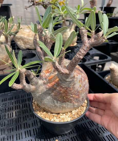 パキポディウム グラキリス　Pachypodium gracilius 　発根済　(gk-247)