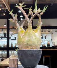 パキポディウム グラキリス　Pachypodium gracilius 　発根済　(gk-330)