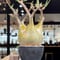 パキポディウム グラキリス　Pachypodium gracilius 　発根済　(gk-330)