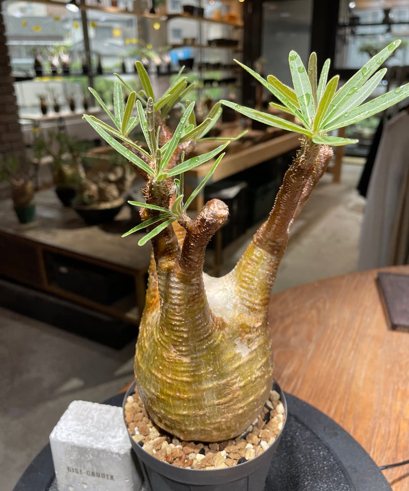 GIRUVI Pachypodium Gracilius グラキリス パキポディウム グラキリス Pachypodium gracilius 発根済 (gk-46