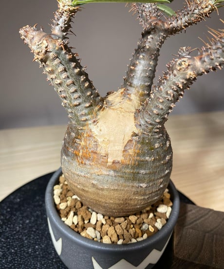 パキポディウム グラキリス　Pachypodium gracilius 　発根済　(商品番号gk-112valiem)VALIEM  (VALIEMタグ付き)