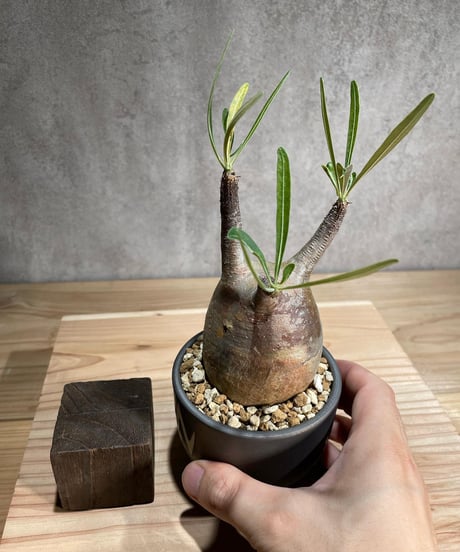 パキポディウム グラキリス　Pachypodium gracilius 　発根済　(商品番号gk-81valiem)  VALIEM 　(VALIEMタグ付き)