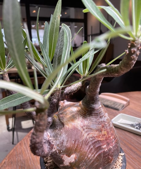 パキポディウム グラキリス　Pachypodium gracilius 　発根済　(gk-366)