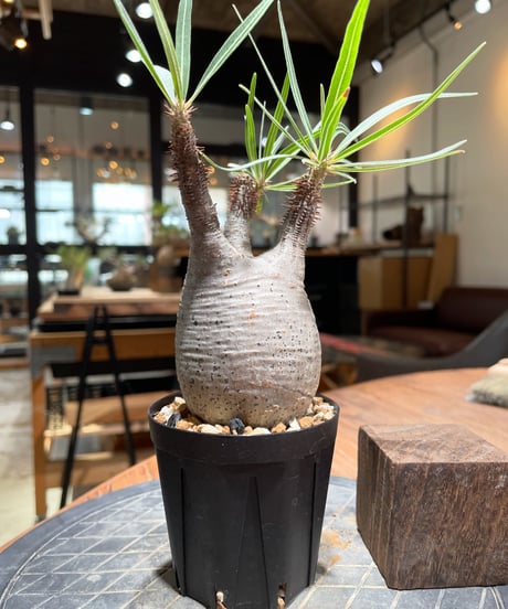 パキポディウム グラキリス　Pachypodium gracilius 　発根済　(gk-376)
