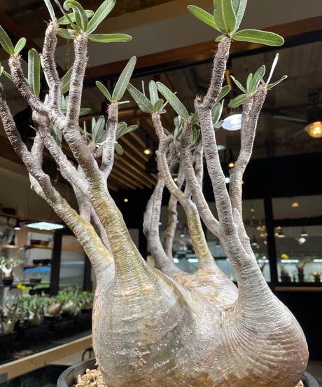 パキポディウム グラキリス　Pachypodium gracilius 　発根済　(gk-249)