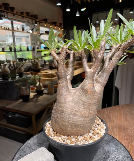 パキポディウム グラキリス　Pachypodium gracilius 　発根済　(gk-531)
