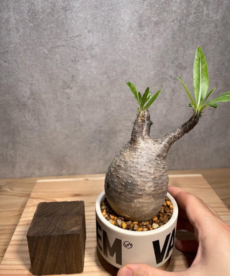 パキポディウム グラキリス　Pachypodium gracilius 　発根済　(商品番号gk-65valiem)  VALIEM 　(VALIEMタグ付き)