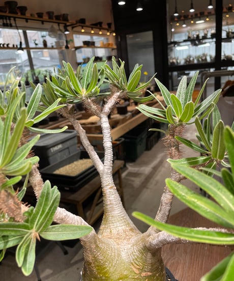 パキポディウム グラキリス　Pachypodium gracilius 　発根済　(gk-318)