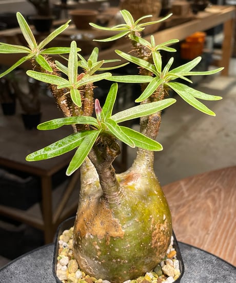パキポディウム グラキリス　Pachypodium gracilius 　発根済　(gk-391)