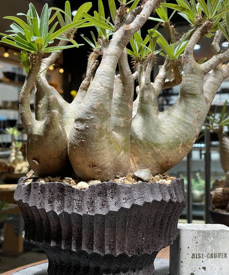 パキポディウム グラキリス　多頭　Pachypodium gracilius 　発根済　(gk-458）鉢 Kuniaki Matsui