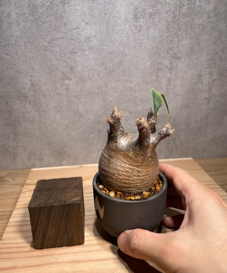 パキポディウム グラキリス　Pachypodium gracilius 　発根済　(商品番号gk-64valiem)  VALIEM 　BOWL　sizeXS　(VALIEMタグ付き)