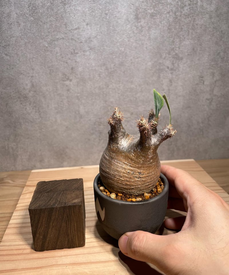 パキポディウム グラキリス Pachypodium gracilius 発根済 (商品 パキポディウム グラキリス Pachypodium gracilius 発根済 (商品