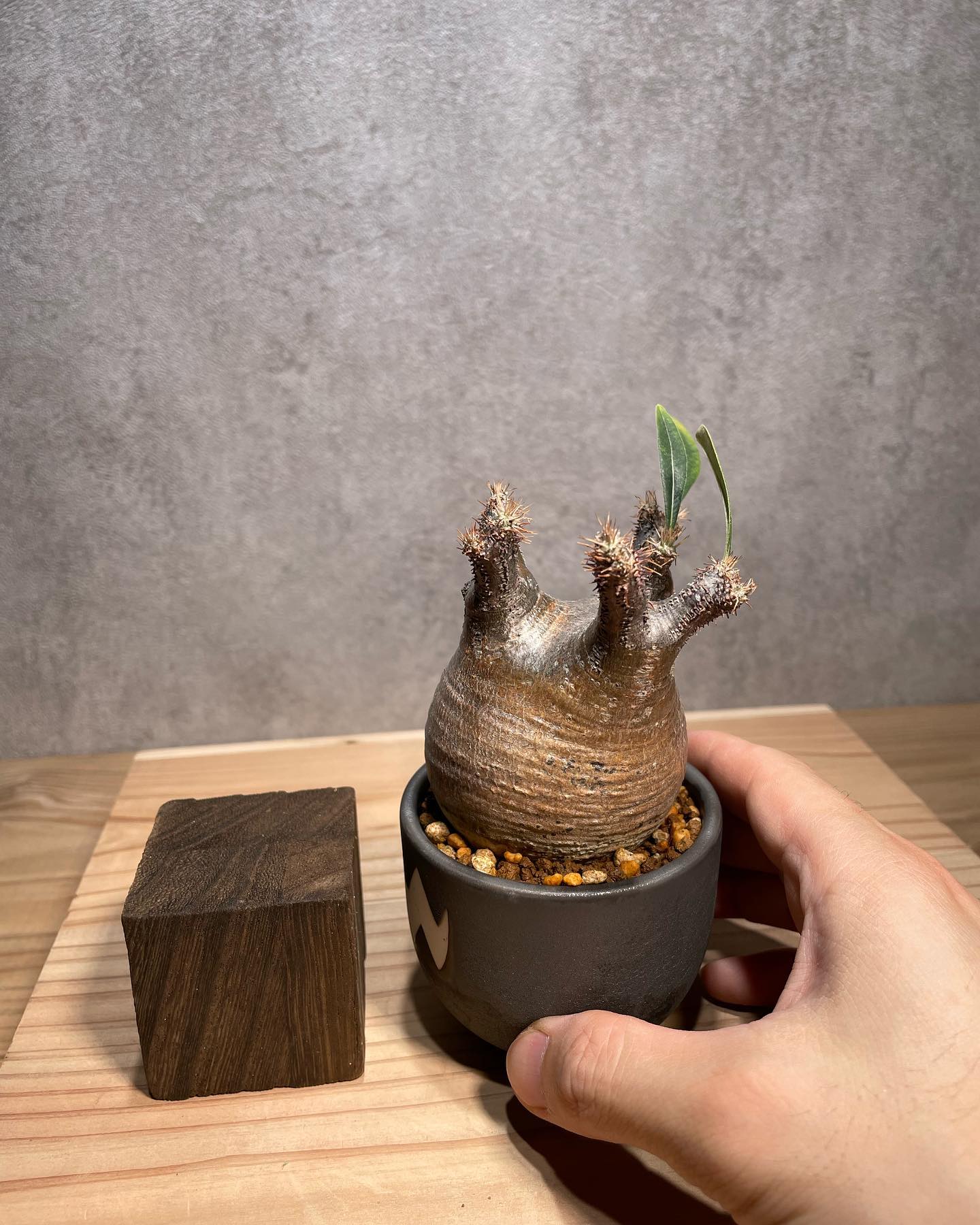 パキポディウム　グラキリス⑥。短枝！手乗り安心発根済み。 original