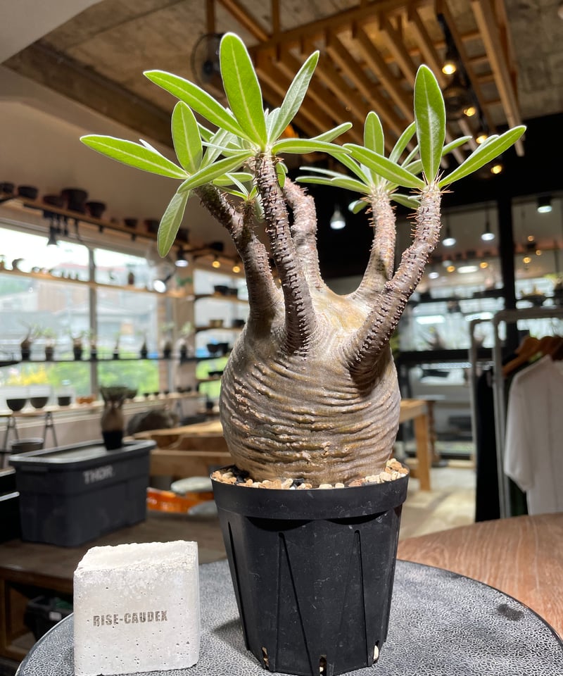 パキポディウム グラキリス Pachypodium gracilius 発根済 (gk-52