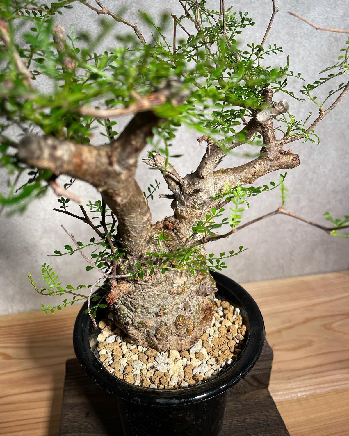 発根管理中【塊根植物・現地株】オペルクリカリア パキプス - 植物 