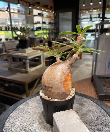 パキポディウム グラキリス　Pachypodium gracilius 　発根済　(gk-501）