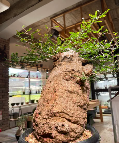 オペルクリカリア パキプス／Operculicarya pachypus　発根済　(商品番号PP-109)　(塊根幅約14㎝)