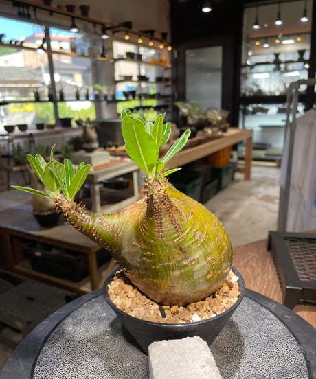 パキポディウム グラキリス　Pachypodium gracilius 　発根済　(gk-511）