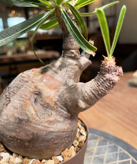 パキポディウム グラキリス　Pachypodium gracilius 　発根済　(gk-385)