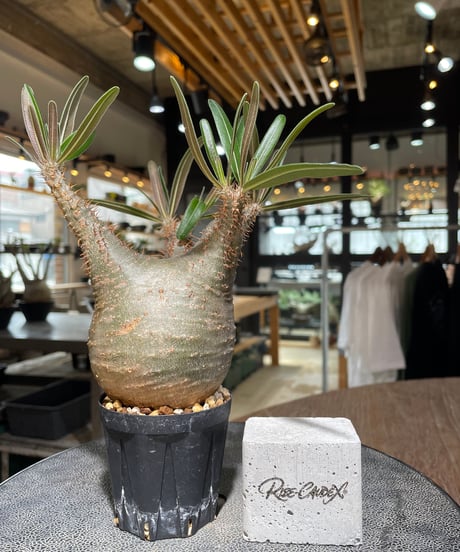 パキポディウム グラキリス　Pachypodium gracilius 　発根済　(gk-555)