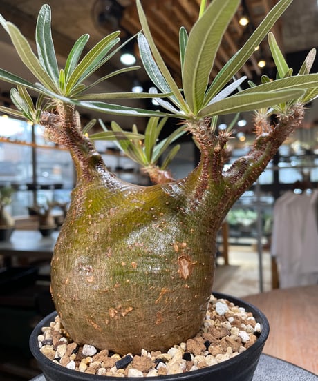 パキポディウム グラキリス　Pachypodium gracilius 　発根済　(gk-567)