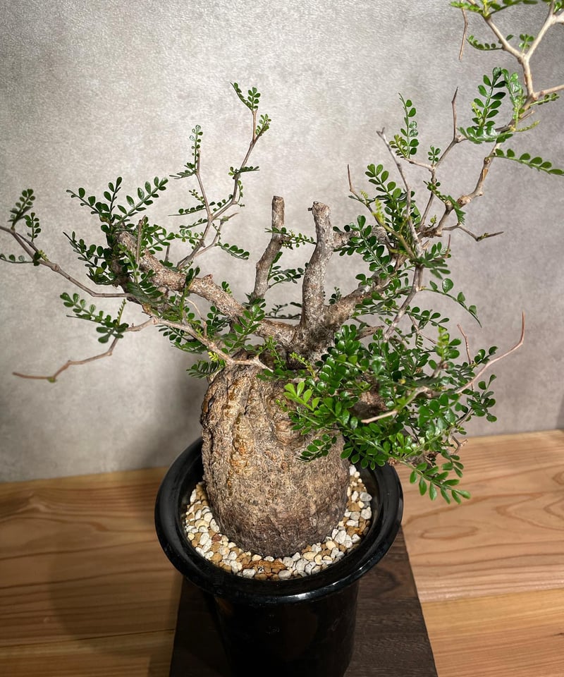 オペルクリカリア パキプス／Operculicarya pachypus 発根済 (塊根幅