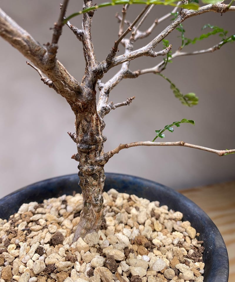 実生オペルクリカリアパキプス5年物！！ オペルクリカリア パキプス 実生5年株 発根済 (商品番号PP