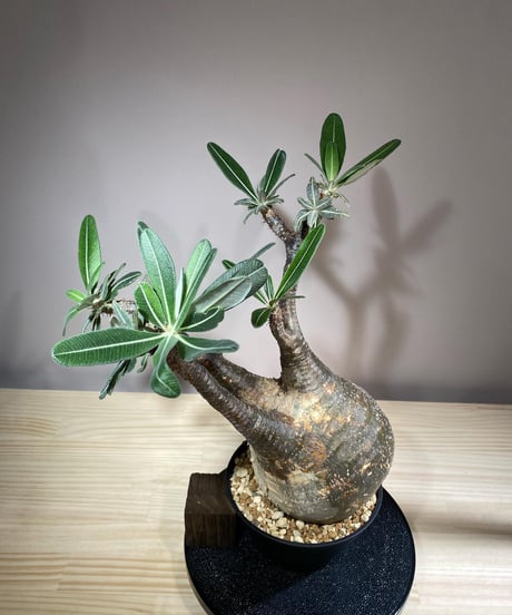 パキポディウム グラキリス　Pachypodium gracilius 　発根済　(商品番号gk-113)