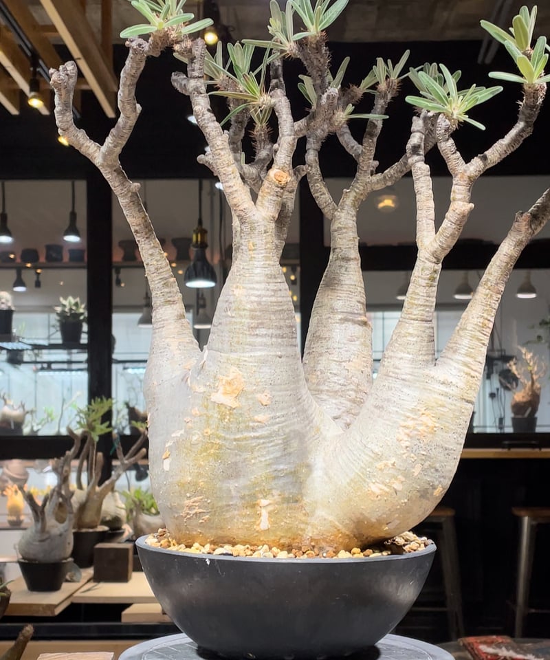 パキポディウム グラキリス Pachypodium gracilius 発根済 (gk-20