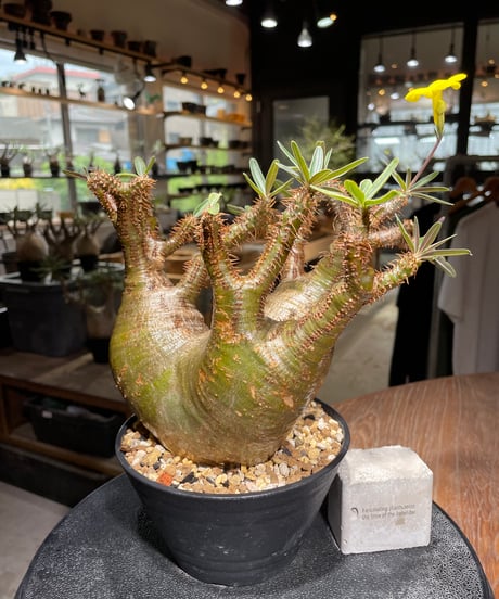 パキポディウム グラキリス　Pachypodium gracilius 　発根済　(gk-533)