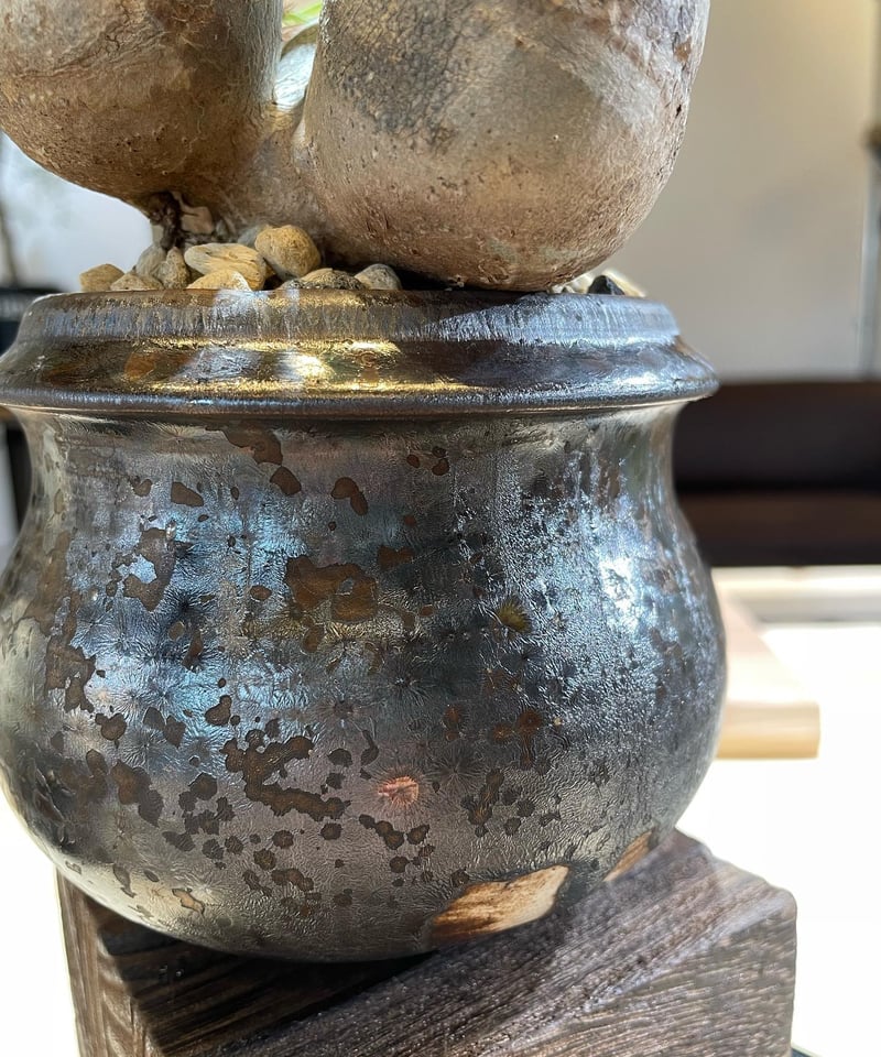 パキポディウム グラキリス 多頭 Pachypodium gracilius 発根済