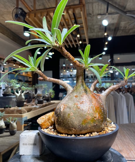 パキポディウム グラキリス　Pachypodium gracilius 　発根済　(gk-389)