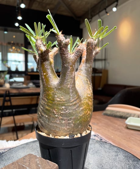 パキポディウム グラキリス　Pachypodium gracilius 　発根済　(gk-399)