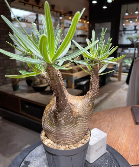 パキポディウム グラキリス　Pachypodium gracilius 　発根済　(gk-467)