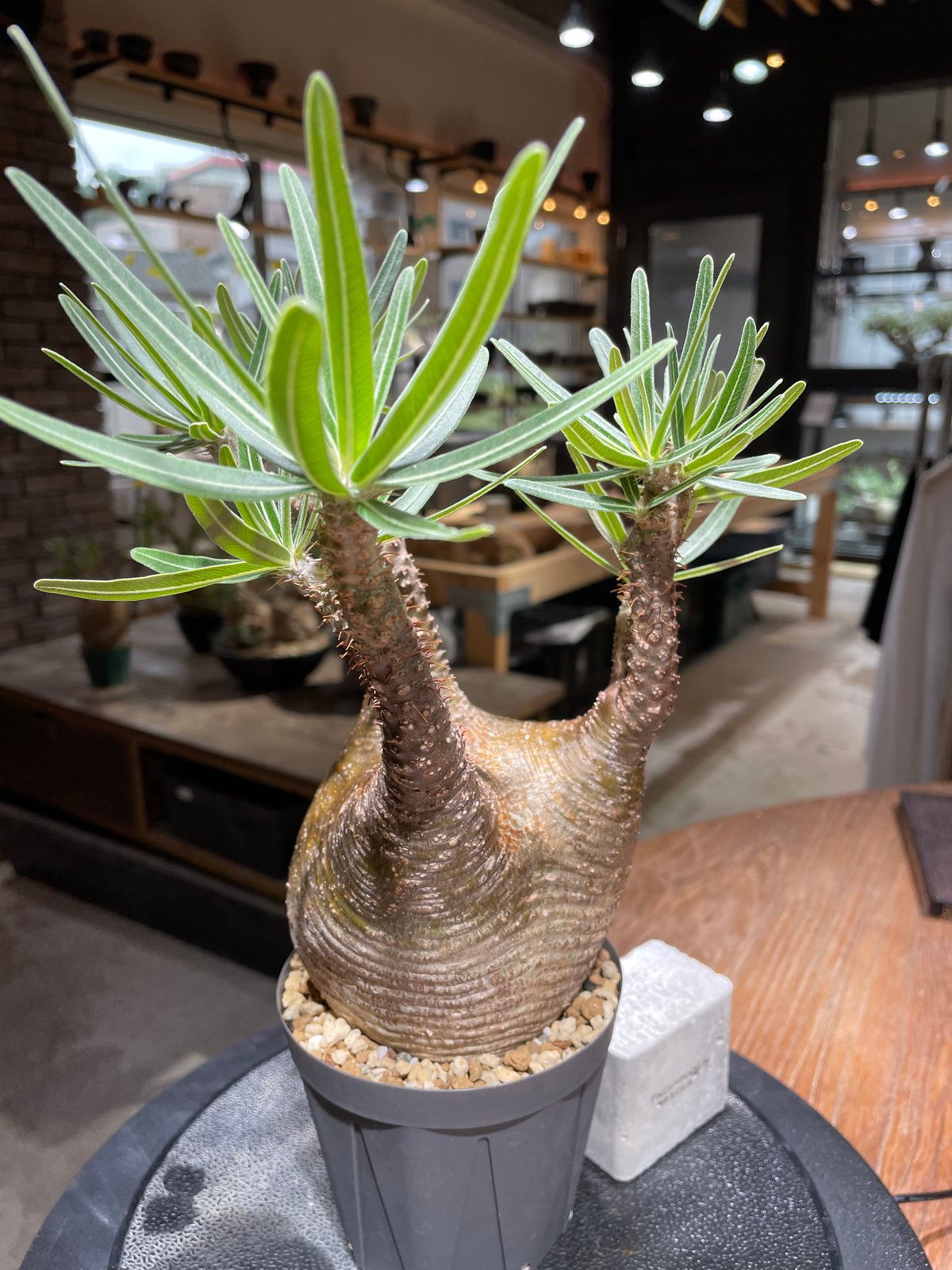 パキポディウム グラキリス Pachypodium gracilius 発根済 (gk-46