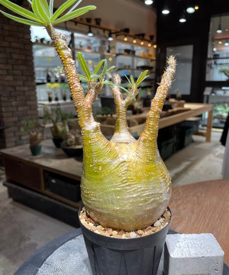 パキポディウム グラキリス　Pachypodium gracilius 　発根済　(gk-468)