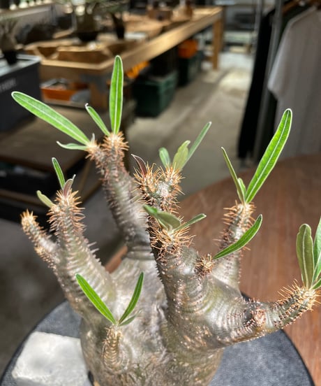 パキポディウム グラキリス　Pachypodium gracilius 　発根済　(gk-529)