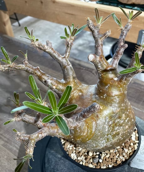 パキポディウム グラキリス　Pachypodium gracilius 　発根済　(gk-434)