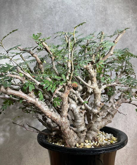 センナ メリディオナリス Senna meridionalis　発根済　(商品番号sm-12)