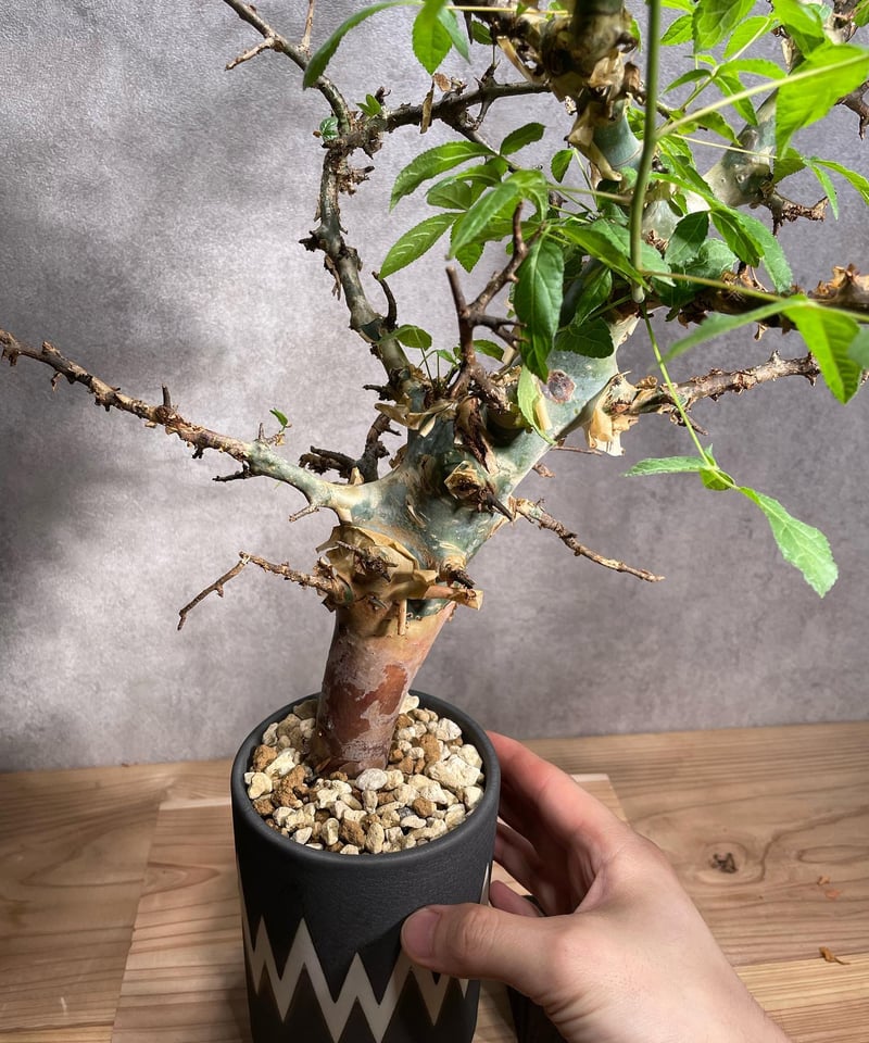 コミフォラ　エイル　枝　4本　芽吹有り　枝挿しに コミフォラエイル挿し木