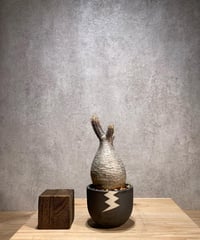 パキポディウム グラキリス　Pachypodium gracilius 　発根済　(商品番号gk-68valiem)  VALIEM 　(VALIEMタグ付き)
