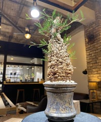 オペルクリカリア パキプス／Operculicarya pachypus　発根済　ボコ肌株　(商品番号PP-84)　姫野翔太