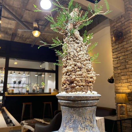 姫野翔太 | STORES